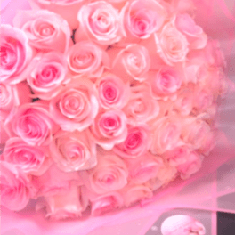 Blush Dreams Rose Bouquet