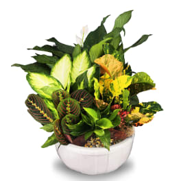 Assorted green and variegated houseplants arranged in a low white ceramic bowl planter