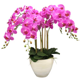 Potted plant with arching stems of bright pink orchids in a cream ceramic pot