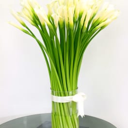 Classy Callas (BR)