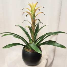 Potted tropical green plant with a yellow center in a round black container