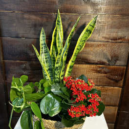 Mixed houseplant and red flowering plant garden in a woven basket