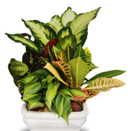 Mixed green and variegated foliage plants in a white rectangular ceramic planter