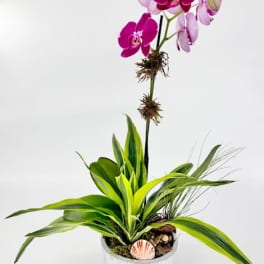 Potted magenta orchid with green foliage and air plant in a white ceramic container