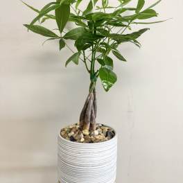 Money Tree in 8" Ceramic Planter