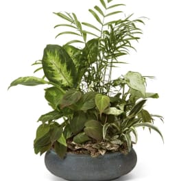 Mixed green houseplants in a round gray planter