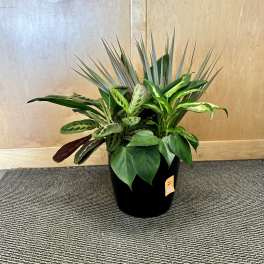 Potted arrangement of assorted green houseplants in a black container
