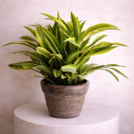 Potted variegated green plant in a decorative brown pot
