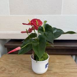 Potted anthurium plant with red blooms in a white container