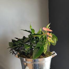 Mixed potted plants in a silver metal bucket