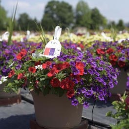 Potted flowers with red and purple blooms in a nursery setting