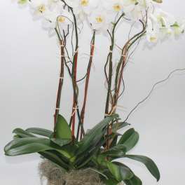 White orchids in a gold container with broad green leaves