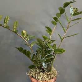 Potted green plant with glossy leaves in a copper-colored container
