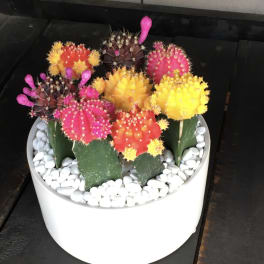 Colorful grafted cactus arrangement in a white pot with white stones