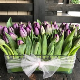 Purple tulips arranged in a clear rectangular vase with a white tulle bow