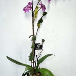 Potted purple orchid with a tall arching stem in a black planter