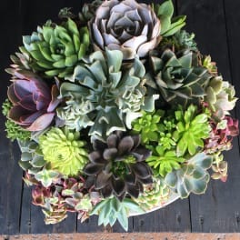 Round succulent arrangement with rosette plants in a shallow container