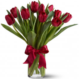 Radiantly Red Tulip
