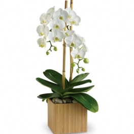 White orchid plant in a wooden cube planter