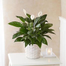 White peace lily in a woven white basket on a table