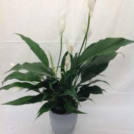 Peace lily plant