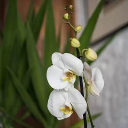 White orchid blooms with pale yellow buds on a stem