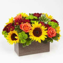 Sunflowers, orange roses, and burgundy mums in a rectangular wooden box
