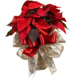 6 Inch Fancy Poinsettia