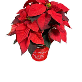 Red poinsettia plant in a festive red container