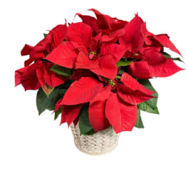 8 Inch Poinsettia