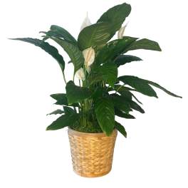 Potted peace lily in a woven basket planter