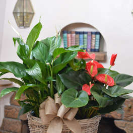 Basket arrangement with green houseplants and red anthurium blooms