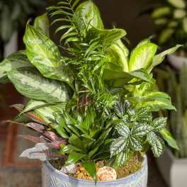 Mixed potted houseplants in a decorative ceramic planter