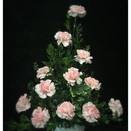 Pink carnations arranged in a pale vase against a black background