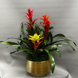 Tropical arrangement of red and yellow bromeliads in a gold pot