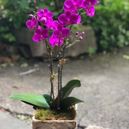 Potted purple orchid arrangement in a rustic bark container
