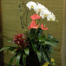 Tall floral arrangement with white orchids and pink anthuriums in a dark container