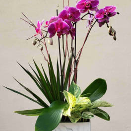 Pink orchids in a white square planter with mixed green foliage