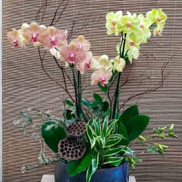Orchid arrangement in a blue ceramic pot with decorative branches