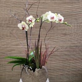 White orchid arrangement in a textured round planter