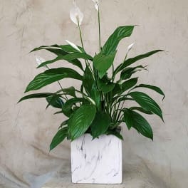 White peace lilies in a white square planter