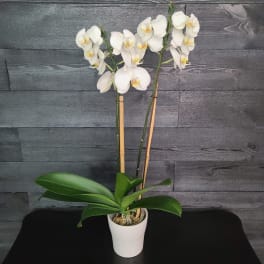 White Double Orchid Stem Plant