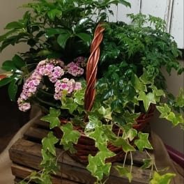 Basket of green houseplants with trailing ivy and small pink flowers