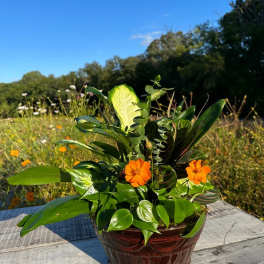 Potted arrangement with orange flowers and assorted green foliage in a brown container
