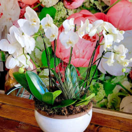Orchid Garden