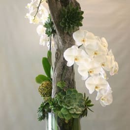 White orchids and succulents arranged in a tall glass vase with driftwood
