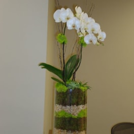 White orchid arrangement in a tall glass vase with moss and pebbles