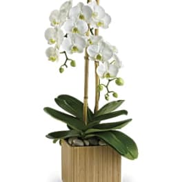 White orchids in a bamboo planter with decorative stones