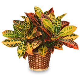 Potted croton plant with multicolored leaves in a woven basket