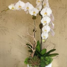 White orchid arrangement in a white pot with succulents